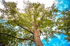 Best Fruit Tree Pruning  in Sixteen Mile Stand, OH