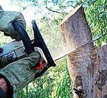 Best Storm Damage Tree Cleanup  in Sixteen Mile Stand, OH