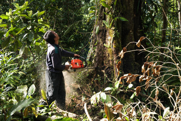 Best Arborist Consultation Services  in Sixteen Mile Stand, OH