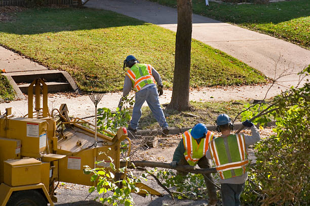 Best Hazardous Tree Removal  in Sixteen Mile Stand, OH