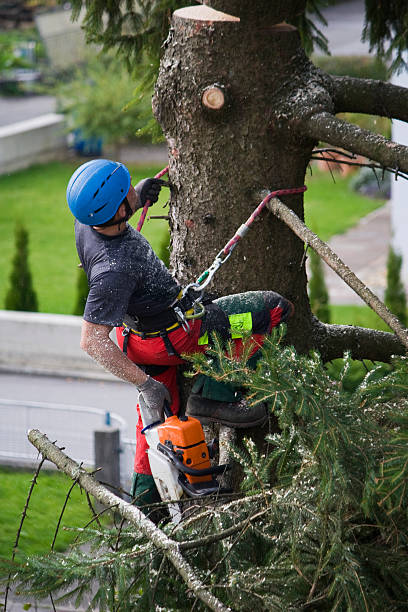 Best Lawn Renovation and Restoration  in Sixteen Mile Stand, OH