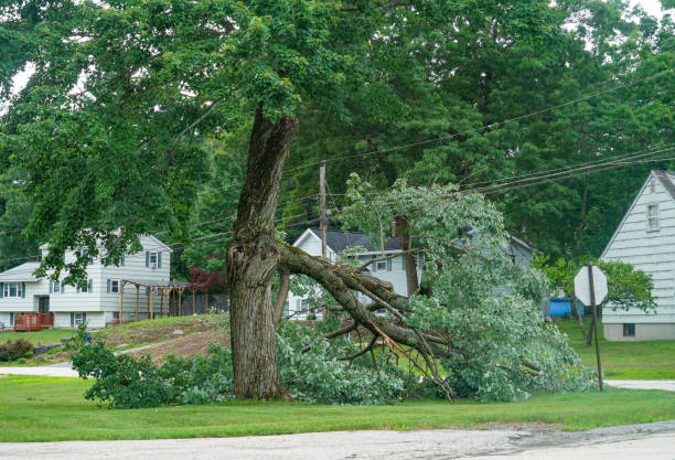 Best Commercial Tree Services  in Sixteen Mile Stand, OH