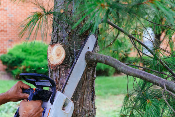 Best Tree Preservation Services  in Sixteen Mile Stand, OH